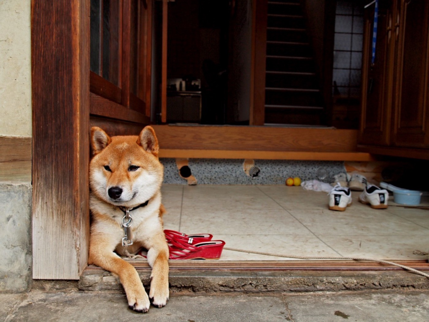 玄関で休む柴犬